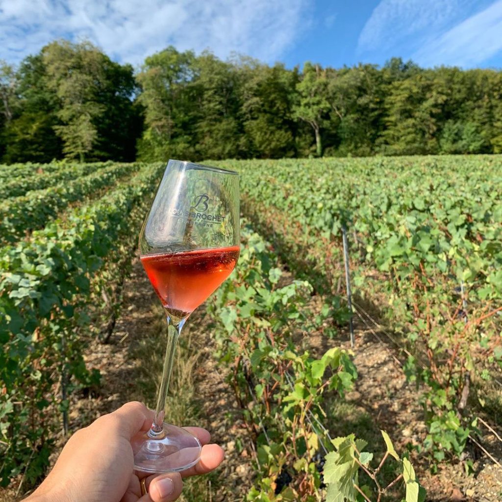 Vignes Champagne Louis Brochet